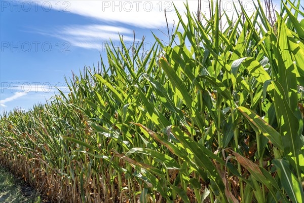 Maize field, forage maize