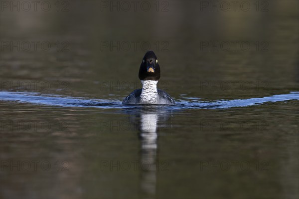 Common goldeneye (Bucephala clangula), Sweden, Europe