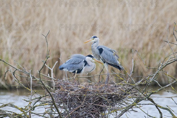Grey heron (Ardea cinerea) at the nest, Lower Saxony, Germany, Europe