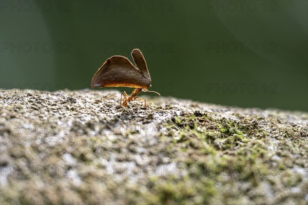 Leaf-cutter ant (Atta cephalotes) carrying a piece of leaf, Corcovado National Park, Osa Peninsula,