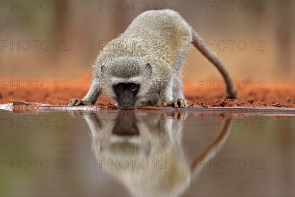 Vervet Monkey (Chlorocebus pygerythrus), adult, drinking, at the water, Kruger National Park,