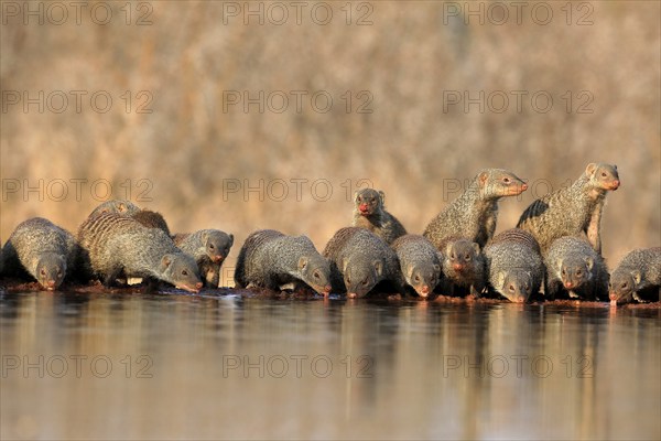 Zebra mongoose (Mungos mungo), adult, group, at the water, drinking, Kruger National Park, Kruger