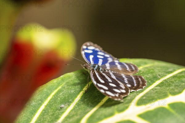 Spotted fritillary (Myscelia cyaniris), blue and white butterfly sitting on a leaf, Alajuela