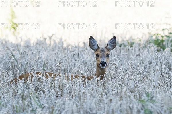 A european roe deer (Capreolus capreolus) looks out of a wheat field in a quiet landscape, Hesse,