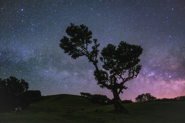 Centuries-old til trees in fantastic magical idyllic Fanal Laurisilva forest in night with starry