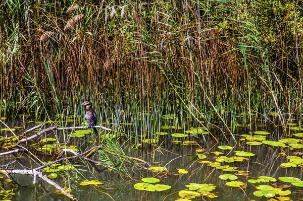 Natural paradise and national park Lake Scutari, the largest lake on the Balkan Peninsula between