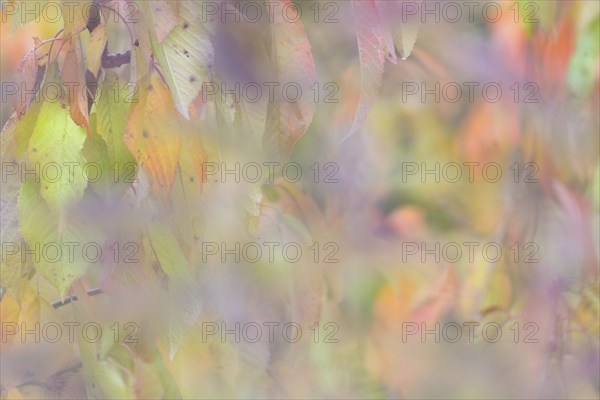 Colourful autumn leaves, wild cherry (Prunus avium), impressionistic, Moselle,