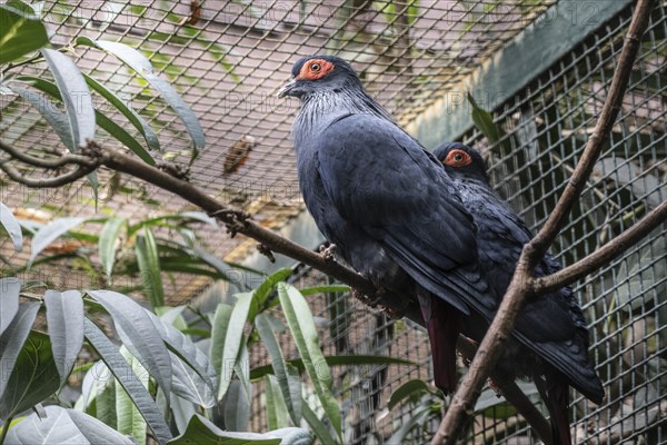 Madagascar blue pigeon (Alectroenas madagascariensis), Vogelpark Walsrode, Lower Saxony, Germany,