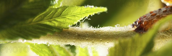 Chestnut, common horse-chestnut (Aesculus hippocastanum), detail of bud with young leaves, resin