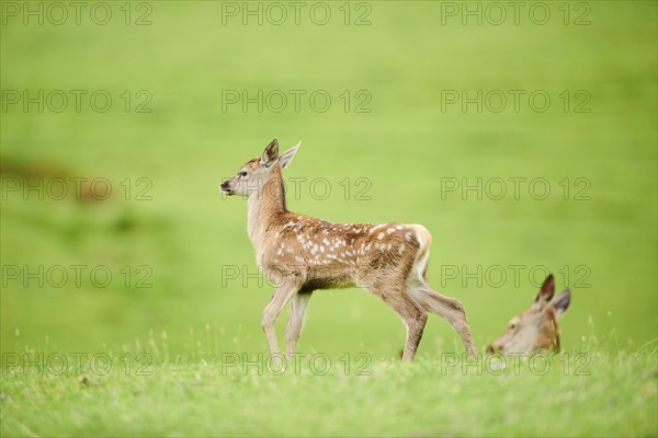 Red deer (Cervus elaphus) fawn walking on a meadow in the mountains in tirol, herd, Kitzbühel,