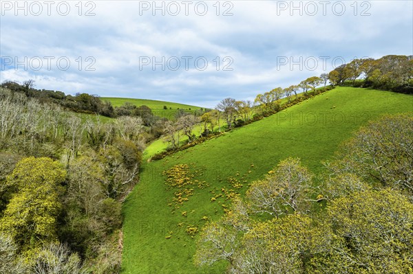 Forest, Farms and Farms over Long Wood and River Dart from a drone, Dartmouth, Kingswear, Devon,