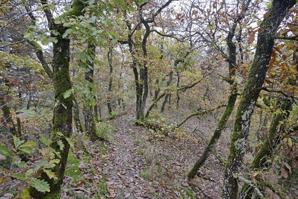 Narrow hiking trail leads over a mountain ridge, gnarled deciduous trees with autumn leaves,