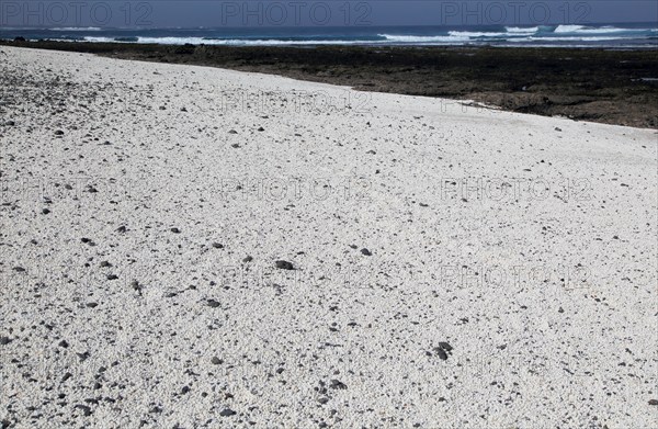 Beach of white crushed coral, near Corralejo on north coast of Fuerteventura, Canary Islands,