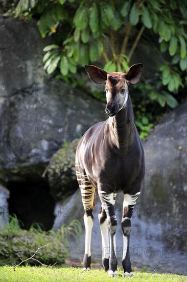 Okapi (Okapia johnstoni), adult alert, Africa, captive