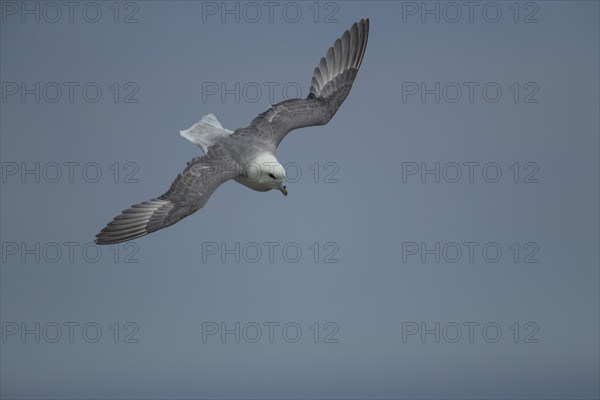 Northern Fulmar (Fulmarus glacialis) adult bird in flight, Yorkshire, England, United Kingdom,