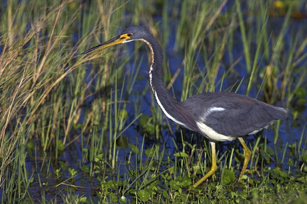Tricolored heron (Egretta tricolor), foraging, Viera Wetlands, Sanibel Island, Florida, USA, North