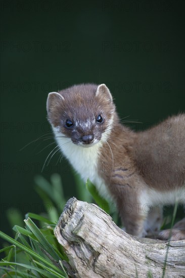 European stoat (Mustela erminea) adult animal portrait, United Kingdom, Europe