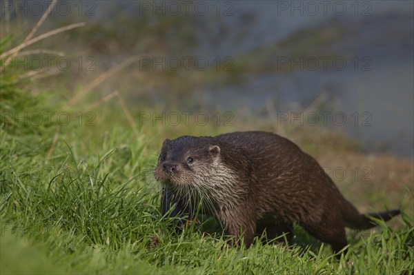 European otter (Lutra lutra) adult animal on a river bank, United Kingdom, Europe