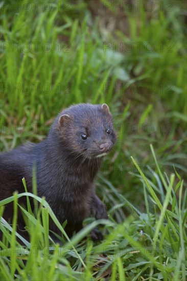 European or American mink (Neovison vison) adult animal in grassland, United Kingdom, Europe