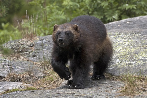 Wolverine, wolverine, (Gulo gulo), bear marten, Järv, Sweden, Sweden, Europe