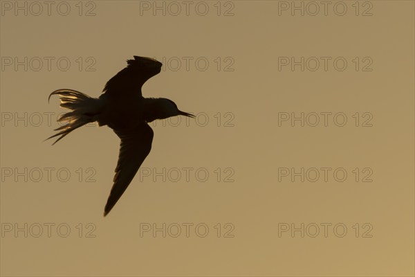 Little tern (Sternula albifrons) adult bird shaking in flight as it washs itself at sunset,