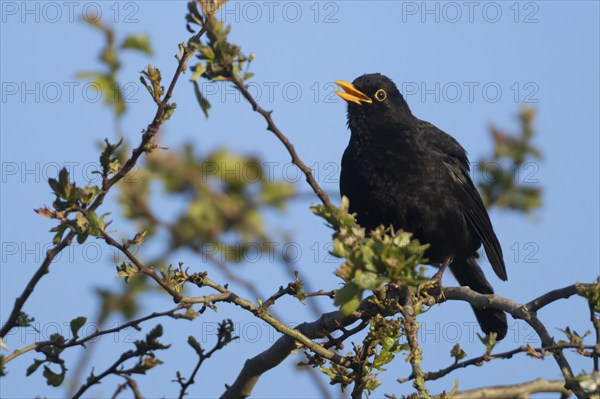 Eurasian blackbird (Turdus merula) adult male bird singing from a Hawthorn tree in spring, Suffolk,