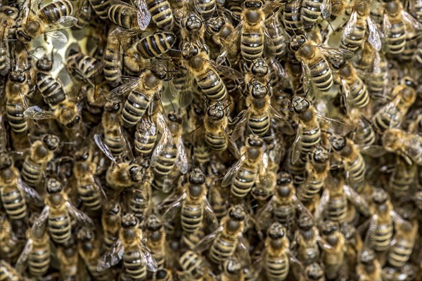 Bee colony, many bees, Western or European honey bee (Apis mellifera), wild construction of natural