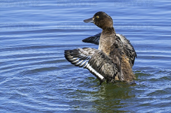 Tufted duck, tufted pochard (Aythya fuligula, Anas fuligula) adult female bathing and flapping