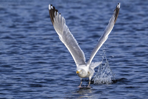 European herring gull (Larus argentatus) adult seagull taking off from sea water surface along the