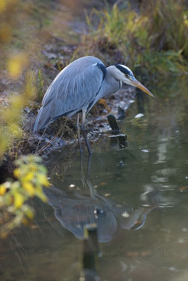Grey Heron or Great Egret (Ardea cinerea cinerea) standing crouched in the shallow water on the