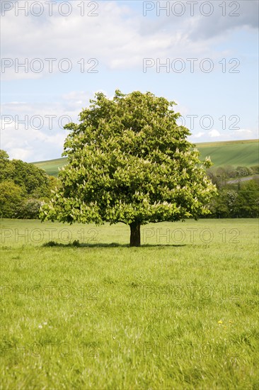 Candelabra of summer flowers on a horse chestnut tree, Aesculus hippocastanum, standing in a grassy