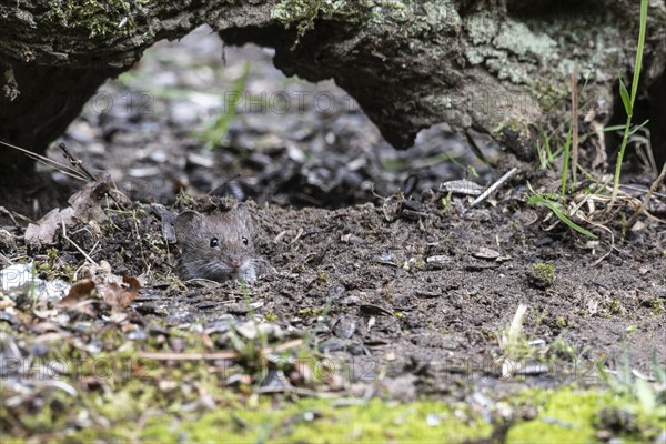Bank vole (Myodes glareolus), Emsland, Lower Saxony, Germany, Europe