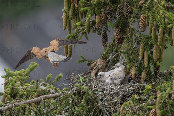 Common kestrel (Falco tinnunculus), female adult bird feeding young birds not yet ready to fly in