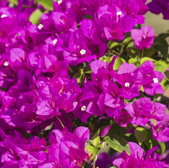 Blooming purple bougainvillea in the tropical garden