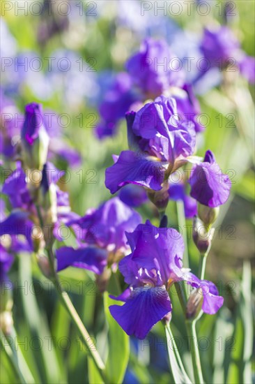 Colorful purple irises in a botanical garden