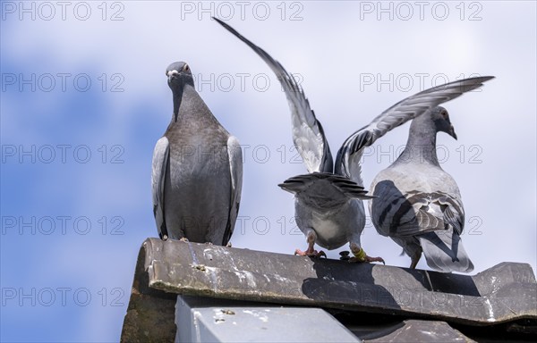 Carrier pigeons, on a pigeon loft, pigeon fancier, Mülheim, North Rhine-Westphalia, Germany, Europe