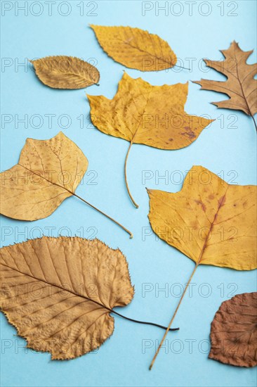 Composition with yellow and brown autumn leaves on blue pastel background. flat lay, top view,