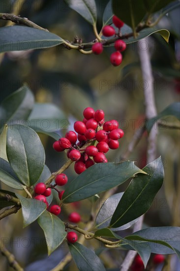 Holly (Ilex aquifolium), with red berries, winter, Saxony, Germany, Europe