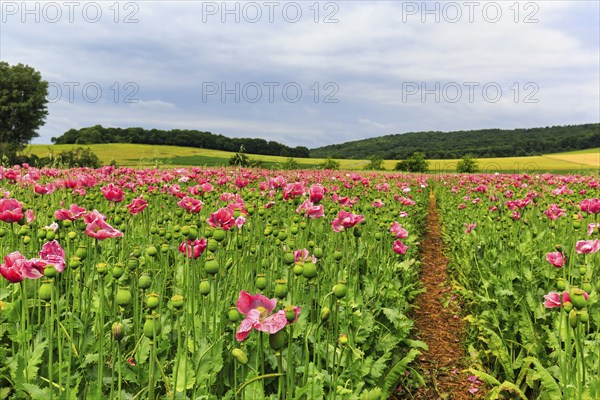 Hiking trail in opium poppy (Papaver somniferum), cultivation of edible poppy, poppy field, pink