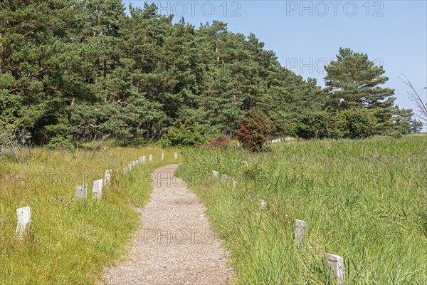 Trees, reed grass, circular hiking trail, Darßer Ort, Born a. Darß, Mecklenburg-Western Pomerania,