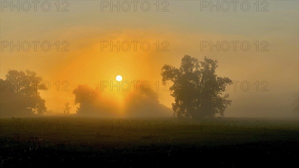 Foggy mood, sunrise in the Elbe floodplains, biotope, habitat, floodplain landscape, river course,