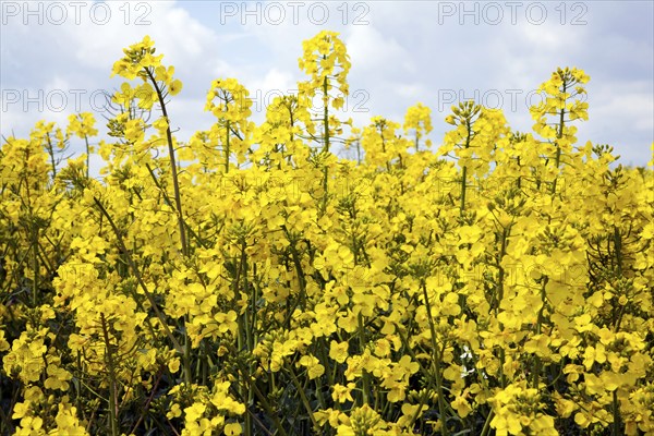 Side view yellow flowers oil seed rape, Brassica napus, canola plant close up, Suffolk, England, UK