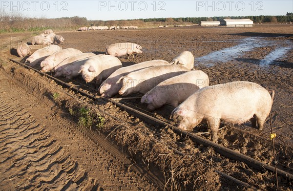 Free Range pig farming, Tunstall, Suffolk, England, UK