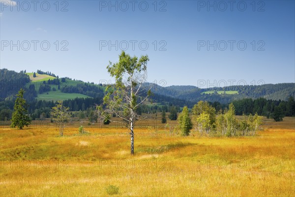 View over the Rothenthurm high moor with the Ratenpass and Gotschalkenberg in the background,