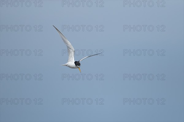 Little tern (Sternula albifrons) adult bird in flight against a blue sky, Suffolk, England, United