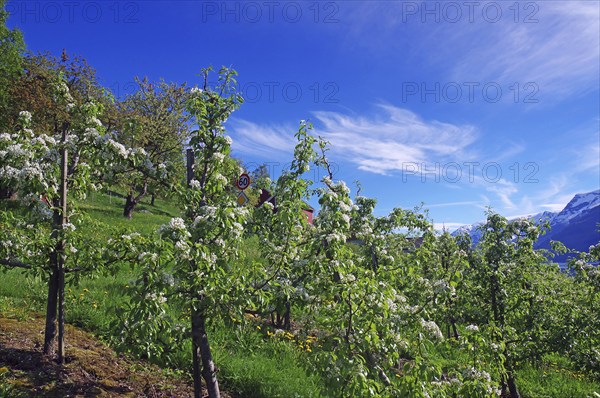 Blossoming apple trees under a clear blue sky in a natural spring landscape, Lofthus,
