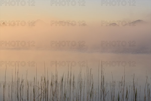 Foggy mood, lake, mountain landscape, peace, silence, morning light, summer, Staffelsee, Murnau,