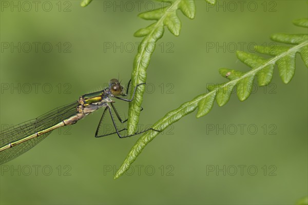 Emerald damselfly (Lestes sponsa) adult female insect resting on a Bracken leaf, Suffolk, England,