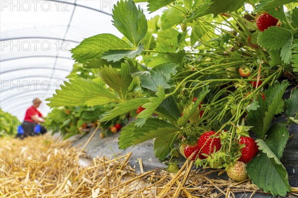 Harvesting strawberries, harvest helper, strawberry cultivation in the open field, under a foil