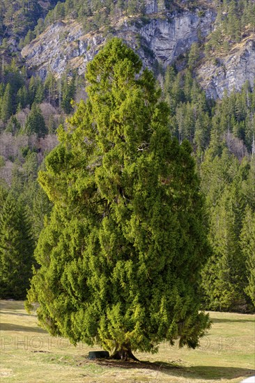 Large fir tree on the Kramerplateauweg, Garmisch-Partenkirchen, Werdenfelser Land, Upper Bavaria,